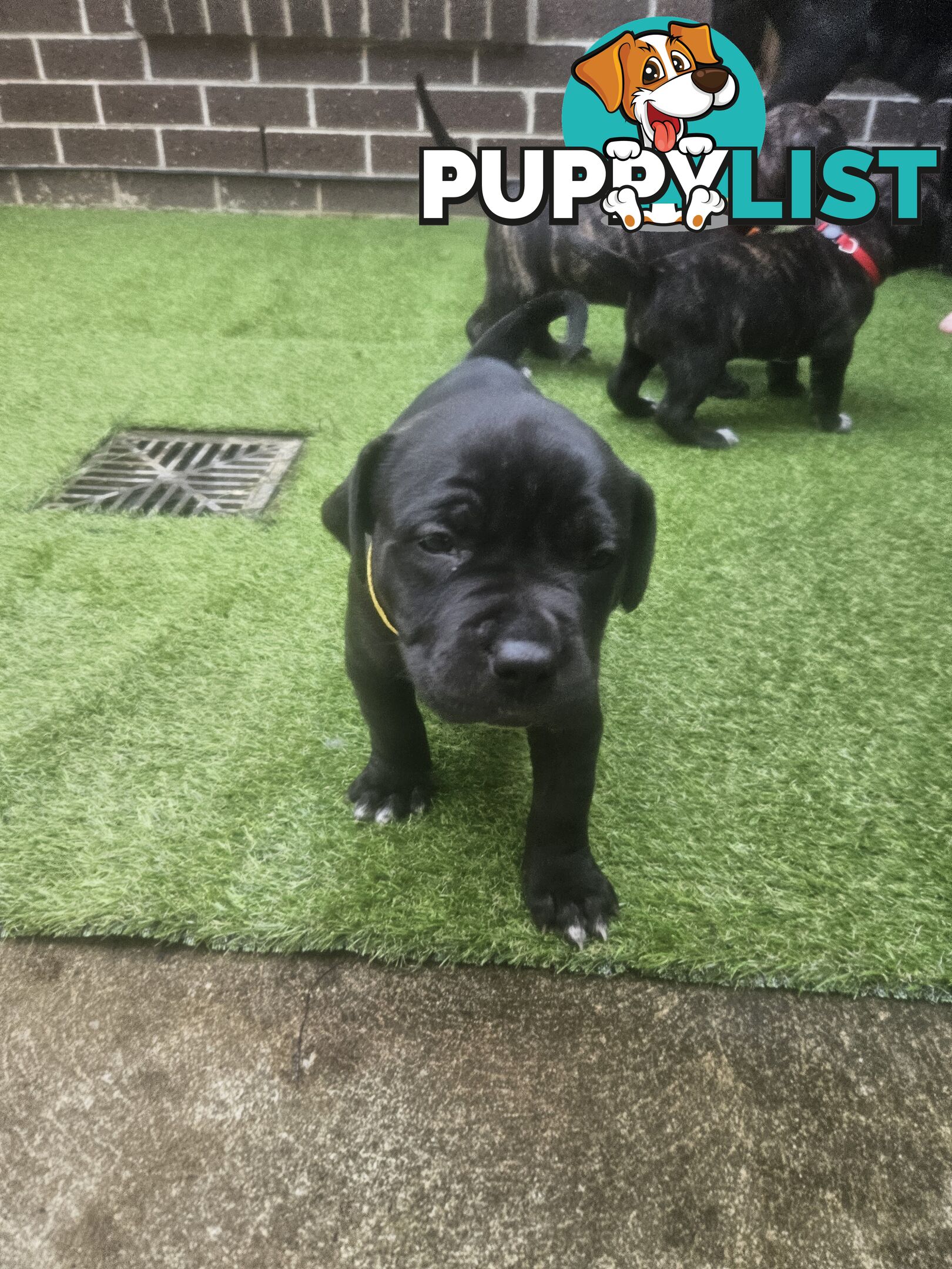 Cane corso puppies