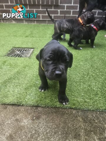 Cane corso puppies