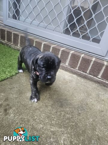 Cane corso puppies
