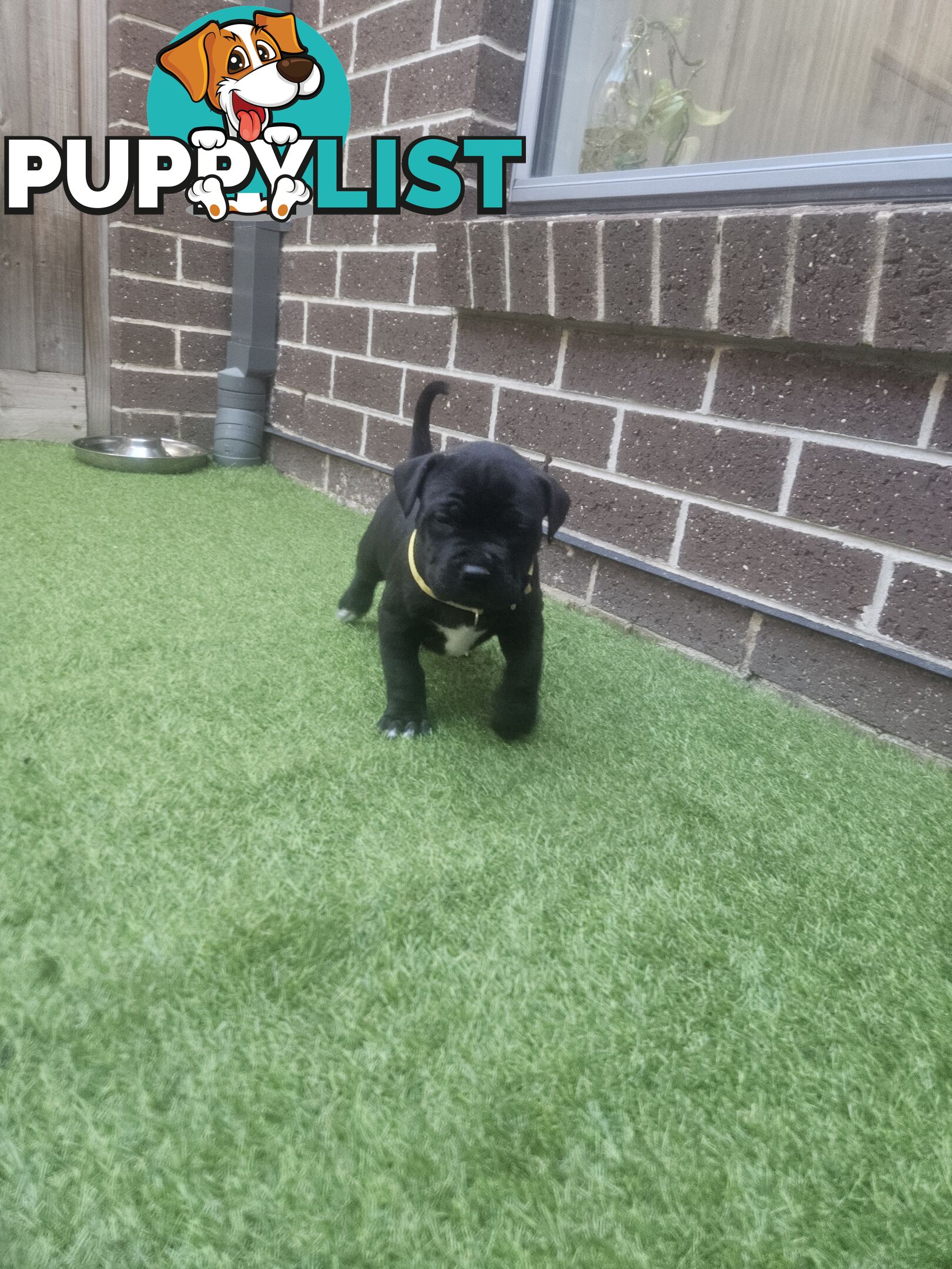 Cane corso puppies