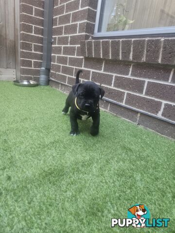 Cane corso puppies