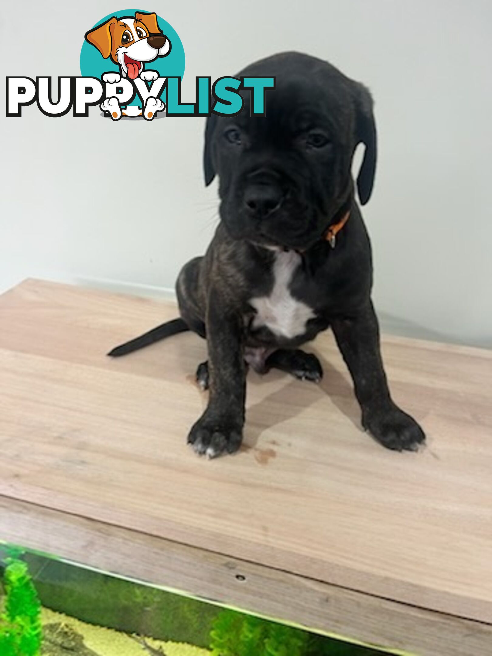 Cane corso puppies