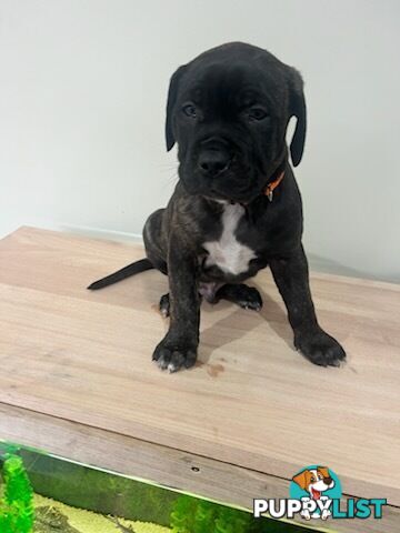 Cane corso puppies