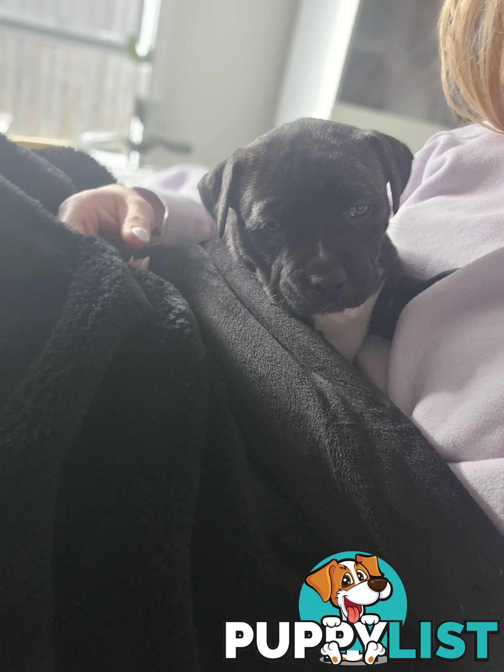 Cane corso puppies