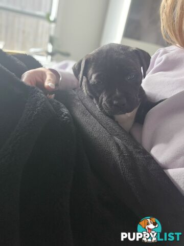 Cane corso puppies