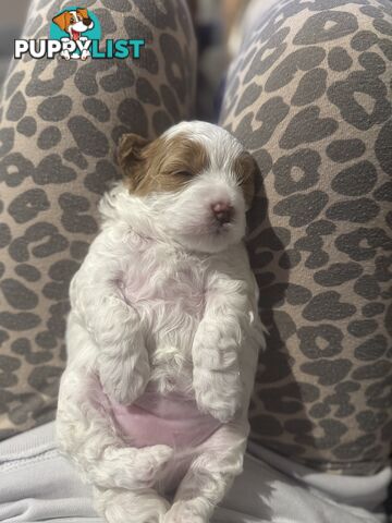 2nd Gen Cavoodles