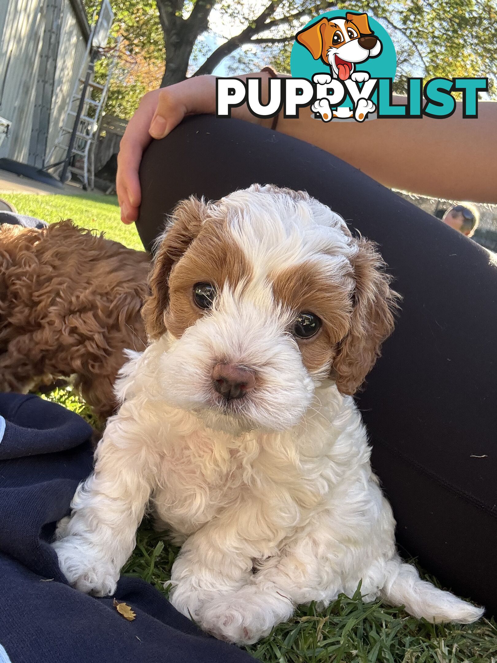 2nd Gen Cavoodles