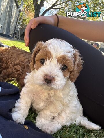 2nd Gen Cavoodles