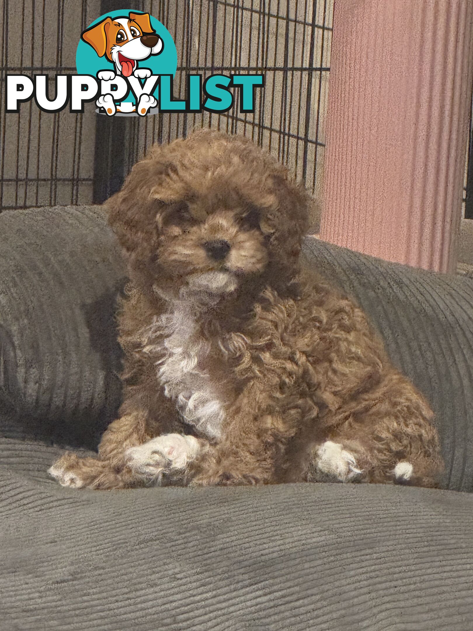 2nd Gen Cavoodles