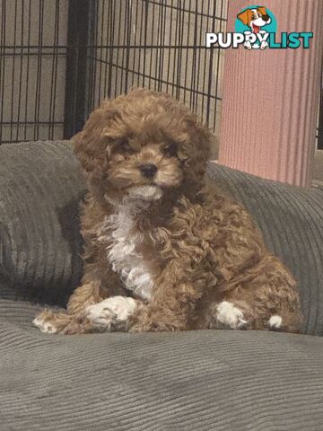 2nd Gen Cavoodles