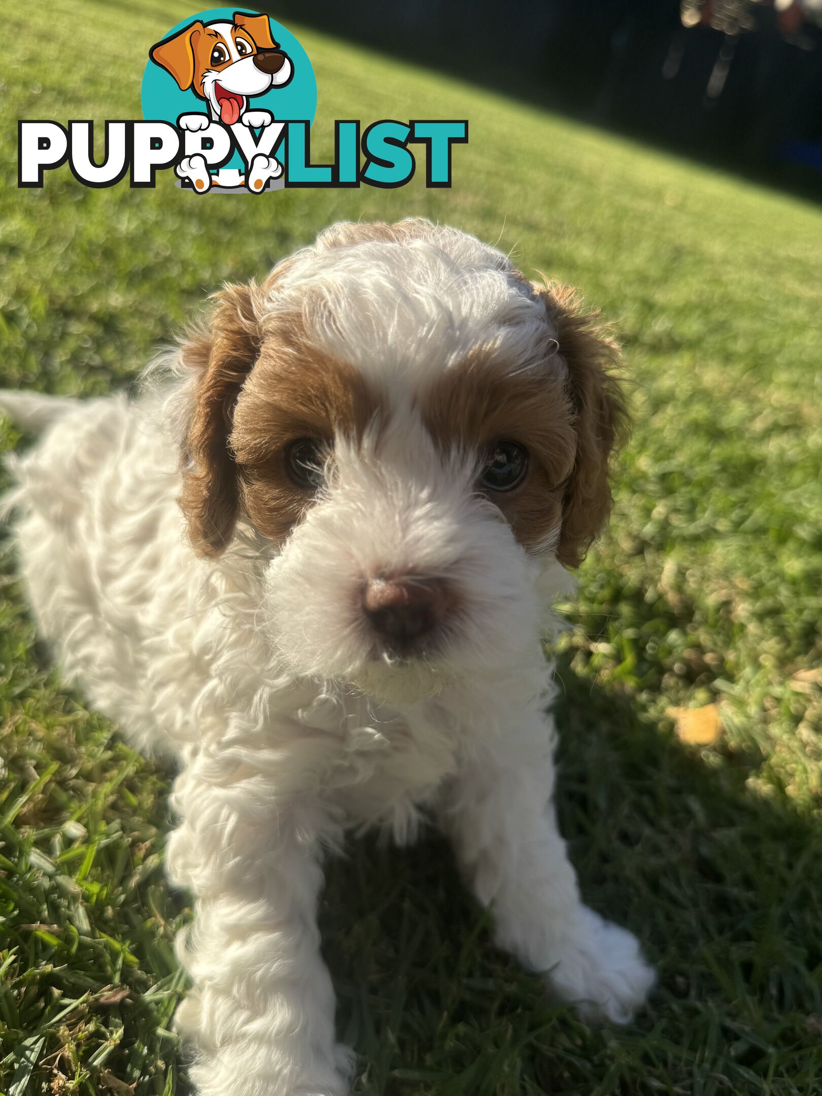2nd Gen Cavoodles