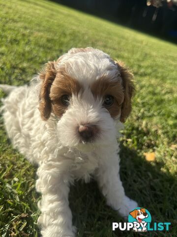 2nd Gen Cavoodles