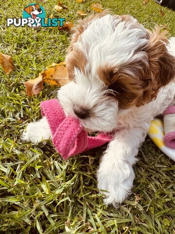2nd Gen Cavoodles