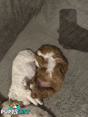 2nd Gen Cavoodles