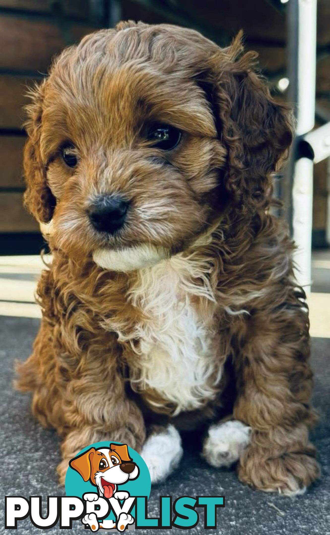 2nd Gen Cavoodles