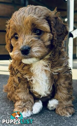 2nd Gen Cavoodles