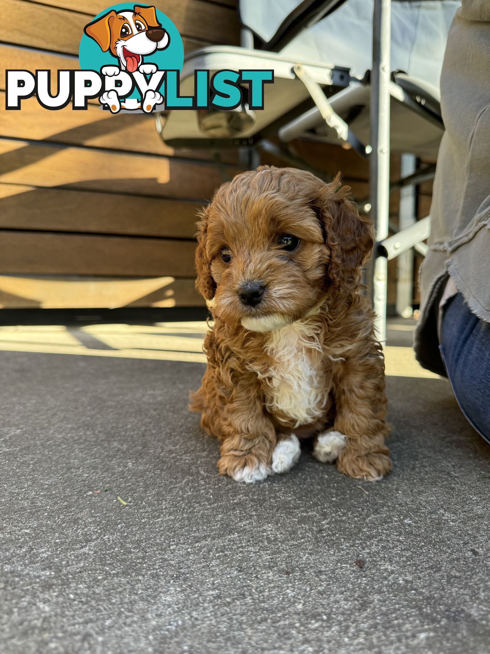 2nd Gen Cavoodles