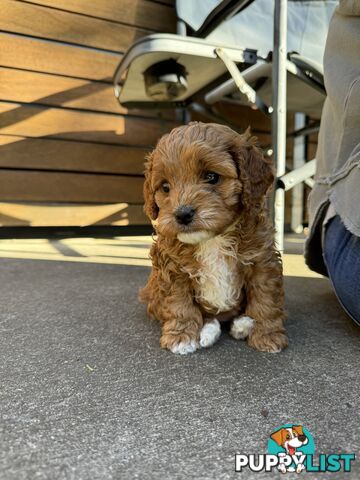 2nd Gen Cavoodles
