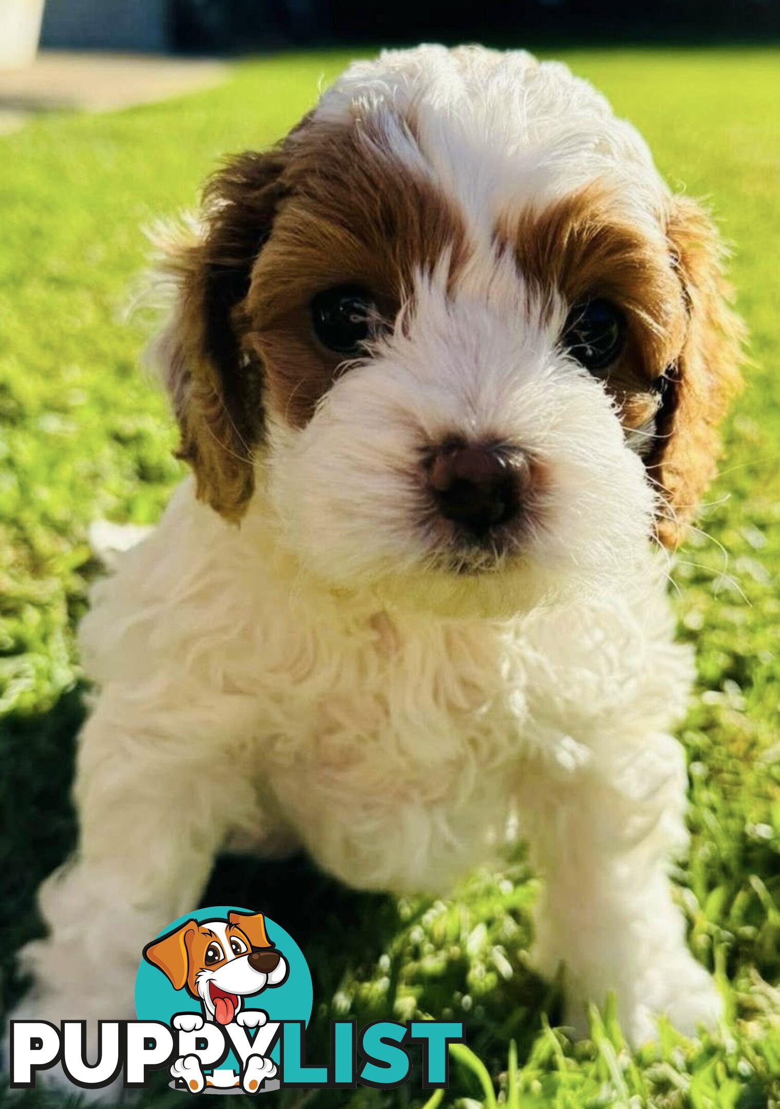 2nd Gen Cavoodles