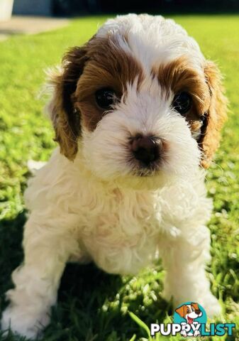 2nd Gen Cavoodles