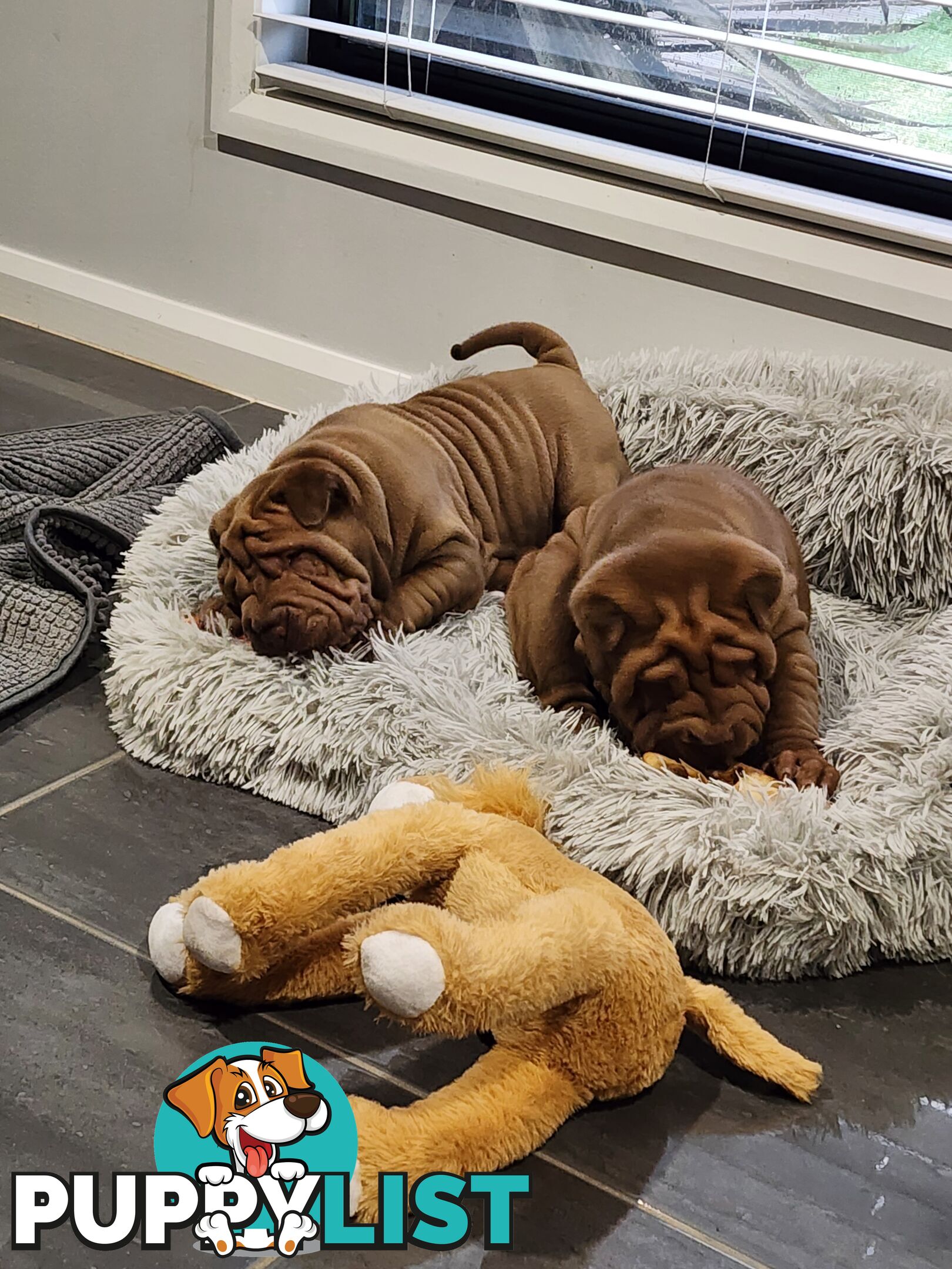 Shar Pei puppies purebred