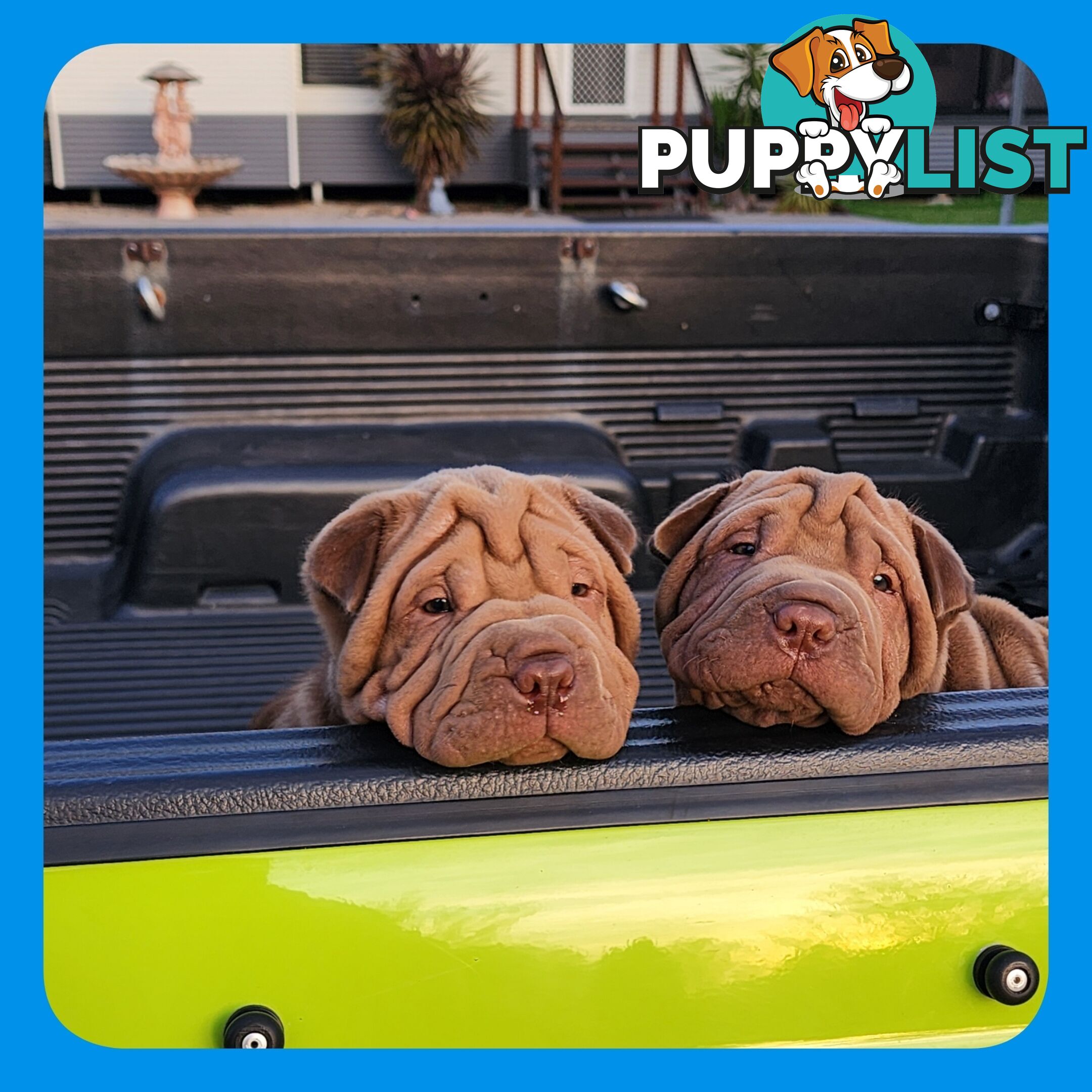 Shar Pei puppies purebred