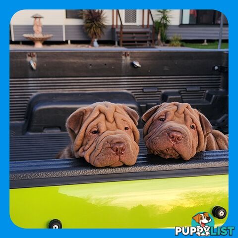 Shar Pei puppies purebred