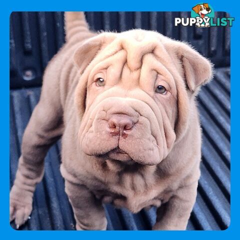 Shar Pei puppies purebred