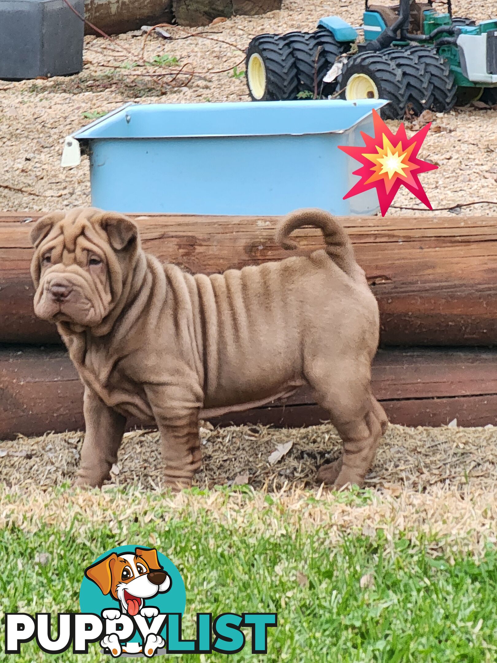 Shar Pei puppies purebred