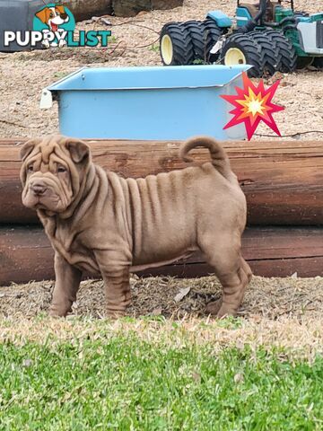 Shar Pei puppies purebred