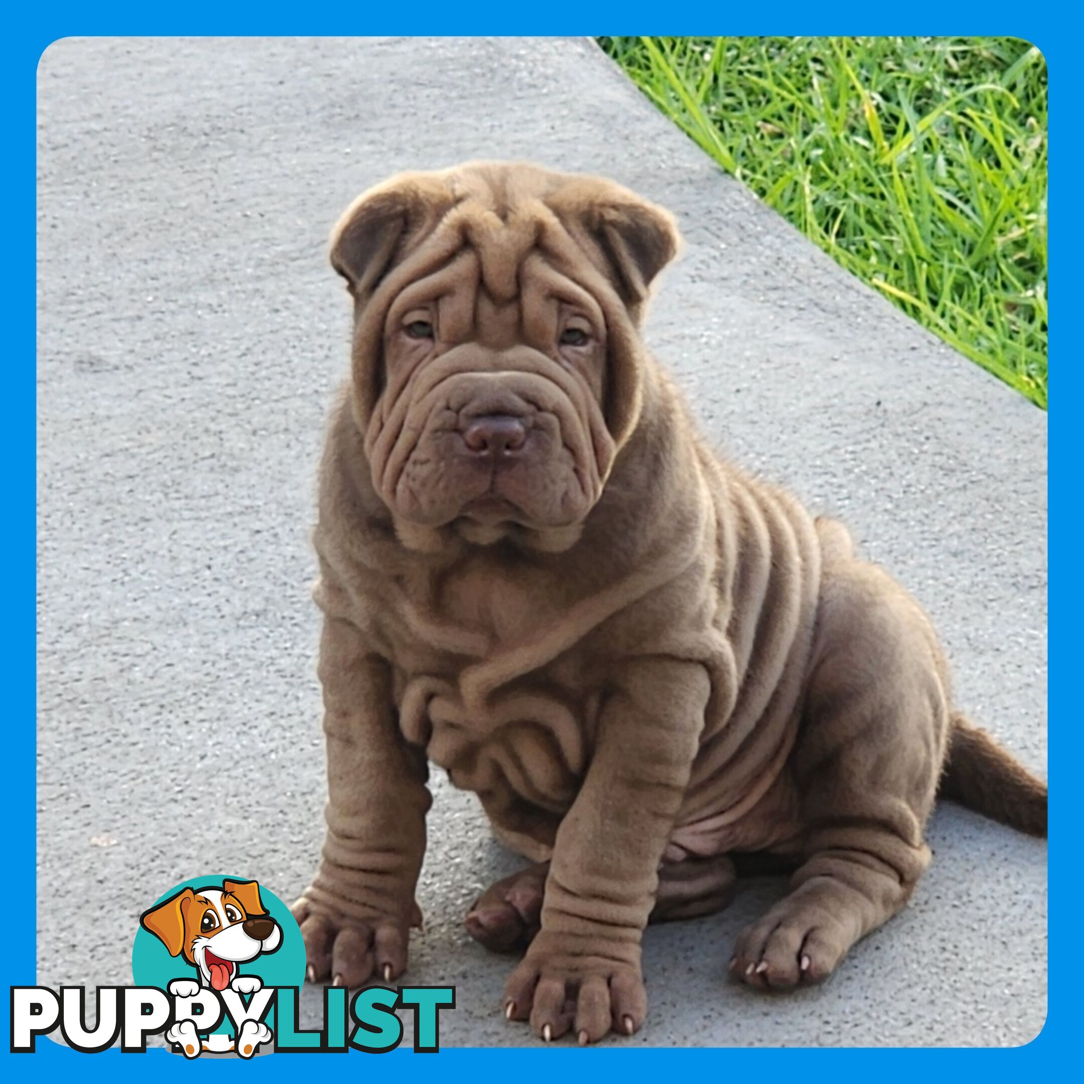 Shar Pei puppies purebred