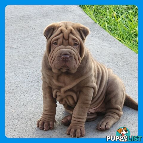 Shar Pei puppies purebred