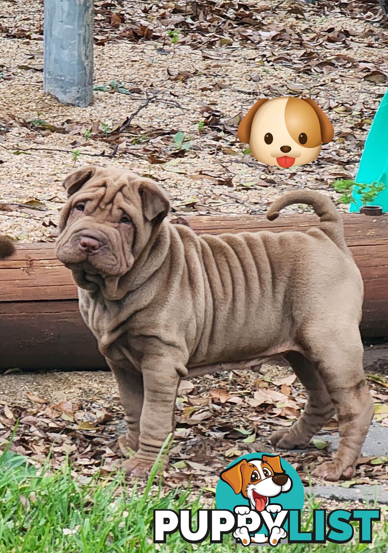 Shar Pei puppies purebred