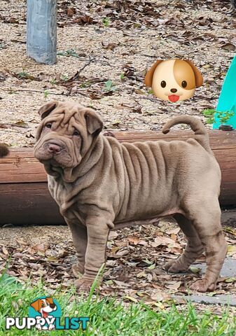 Shar Pei puppies purebred