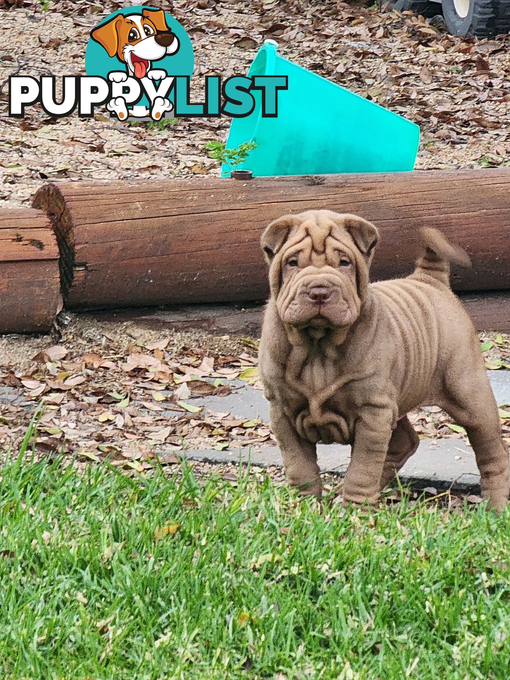 Shar Pei puppies purebred