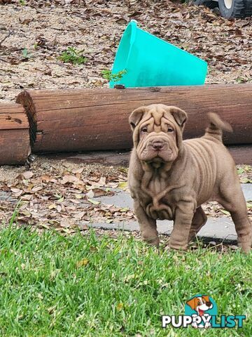 Shar Pei puppies purebred