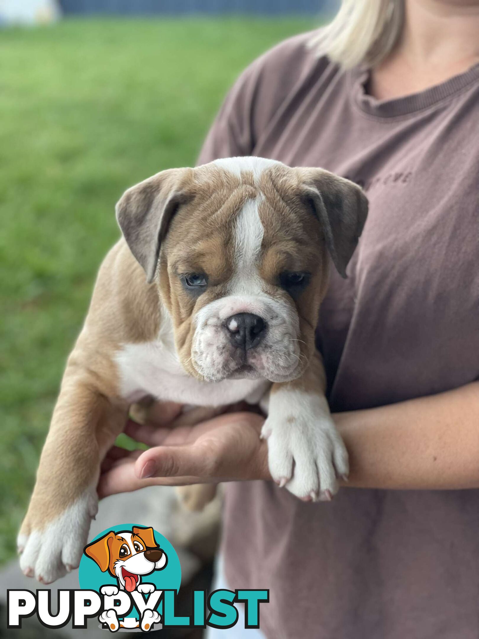 Pure bred British Bulldog puppies