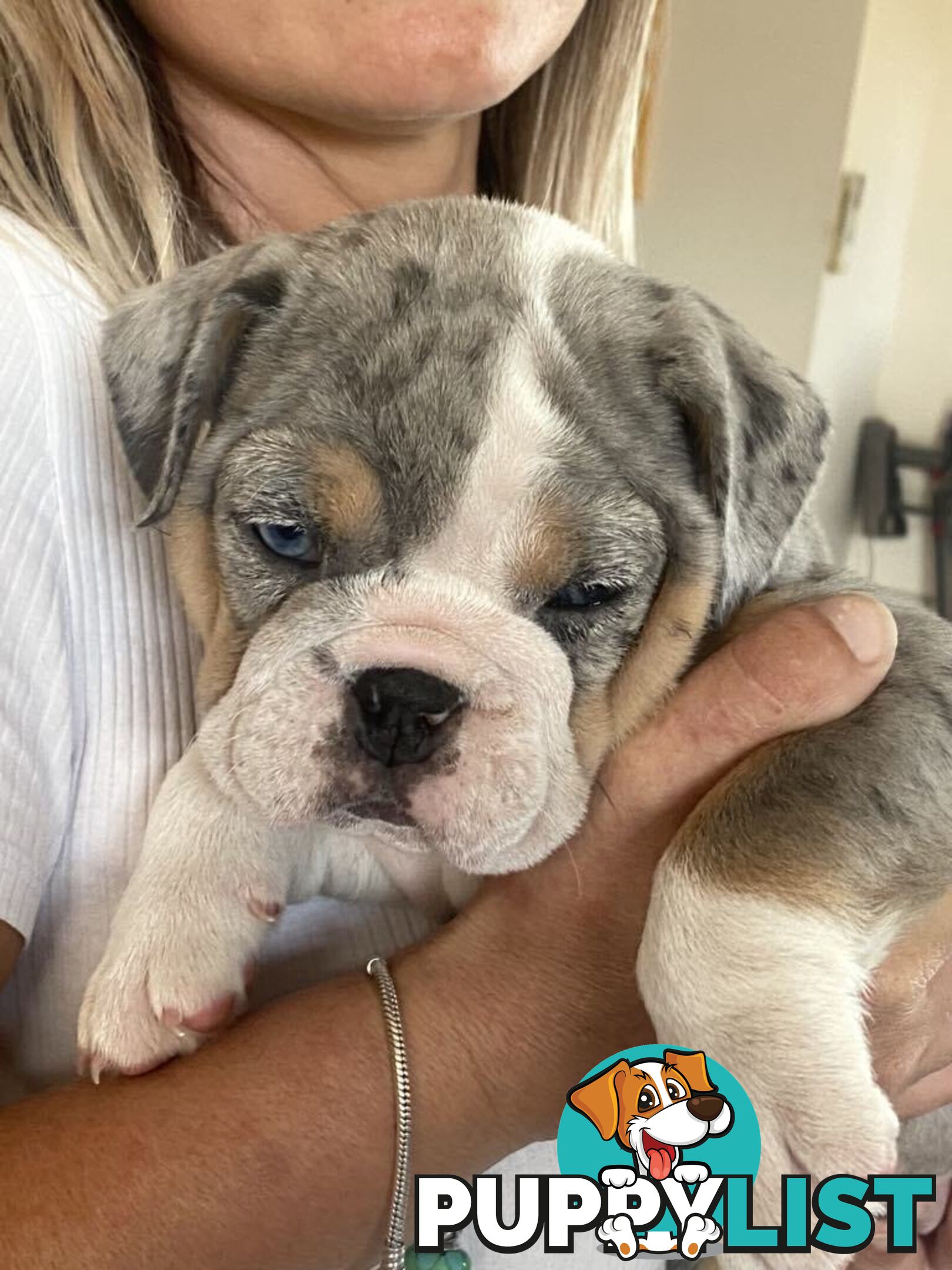 Pure bred British Bulldog puppies