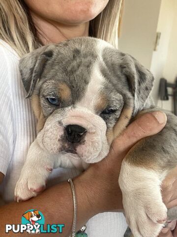 Pure bred British Bulldog puppies