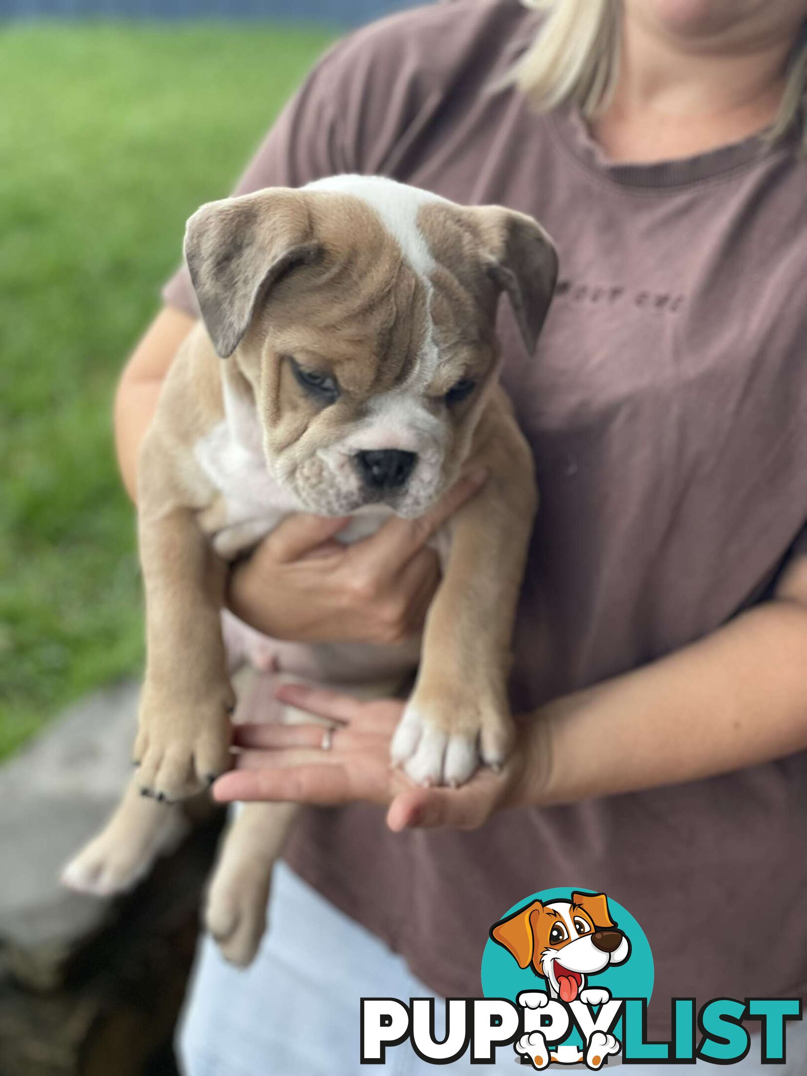 Pure bred British Bulldog puppies