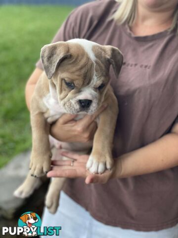 Pure bred British Bulldog puppies