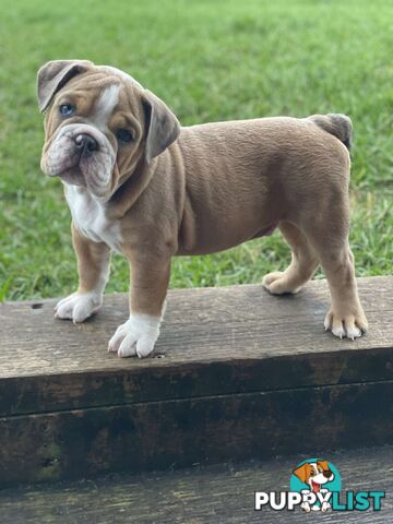 Pure bred British Bulldog puppies