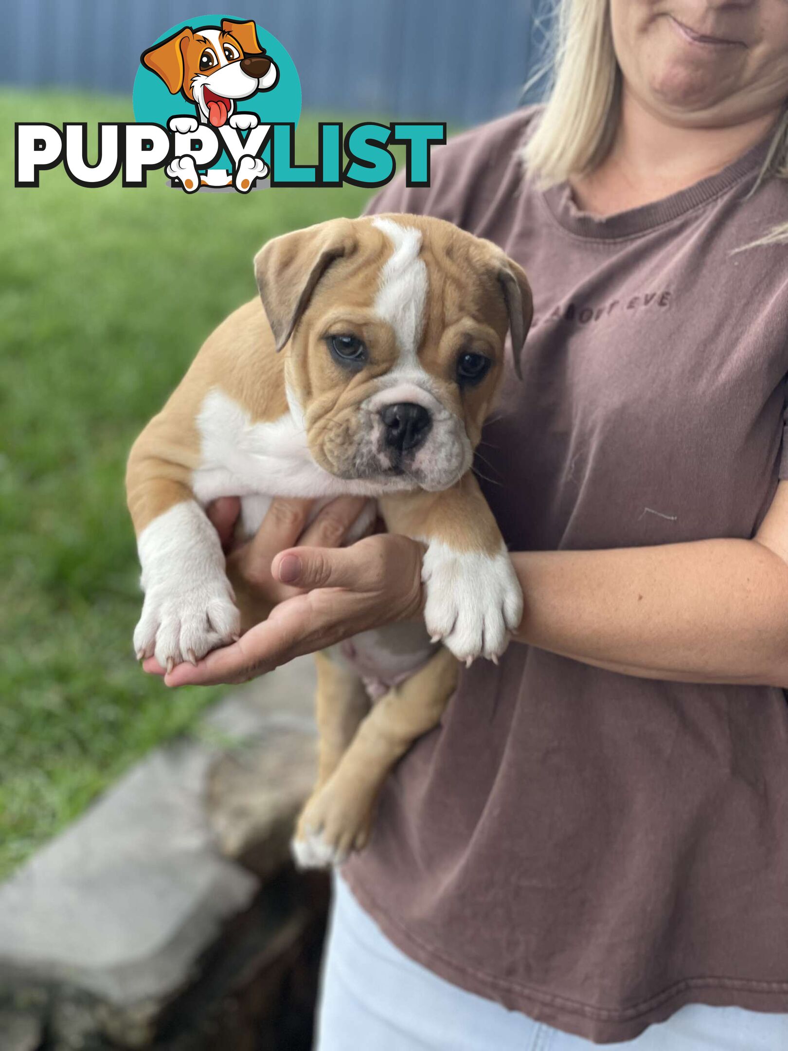 Pure bred British Bulldog puppies