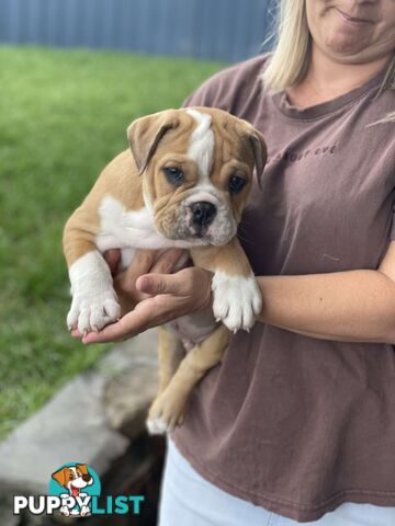 Pure bred British Bulldog puppies