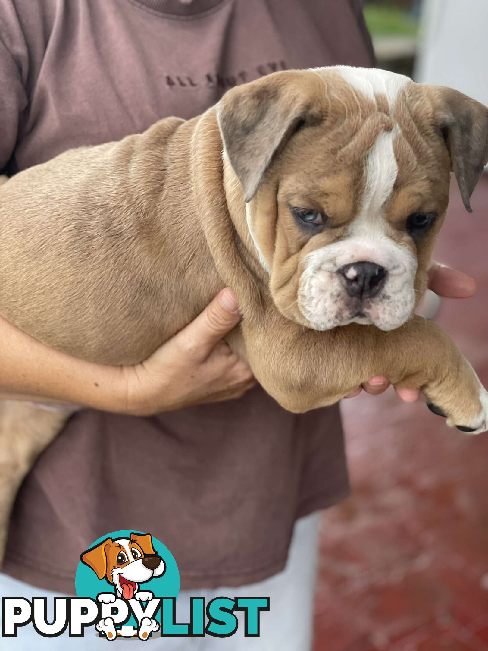 Pure bred British Bulldog puppies