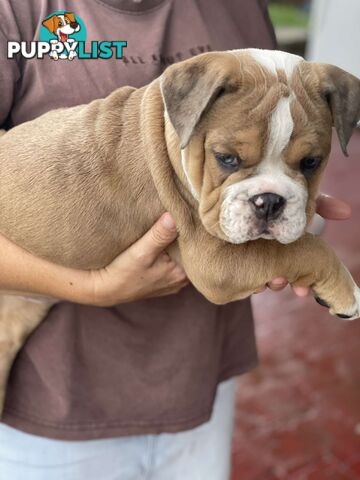 Pure bred British Bulldog puppies