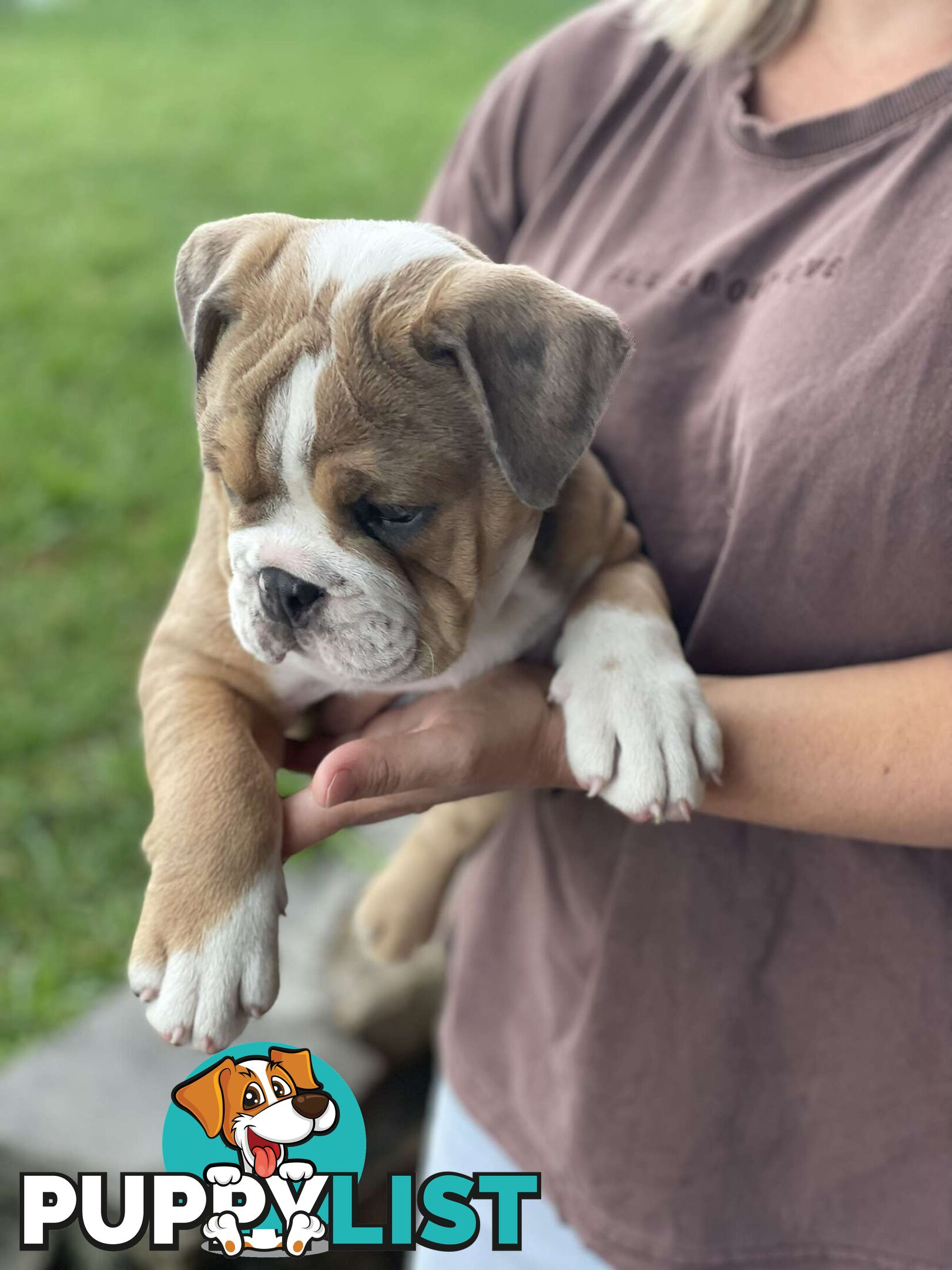 Pure bred British Bulldog puppies