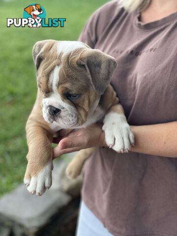 Pure bred British Bulldog puppies