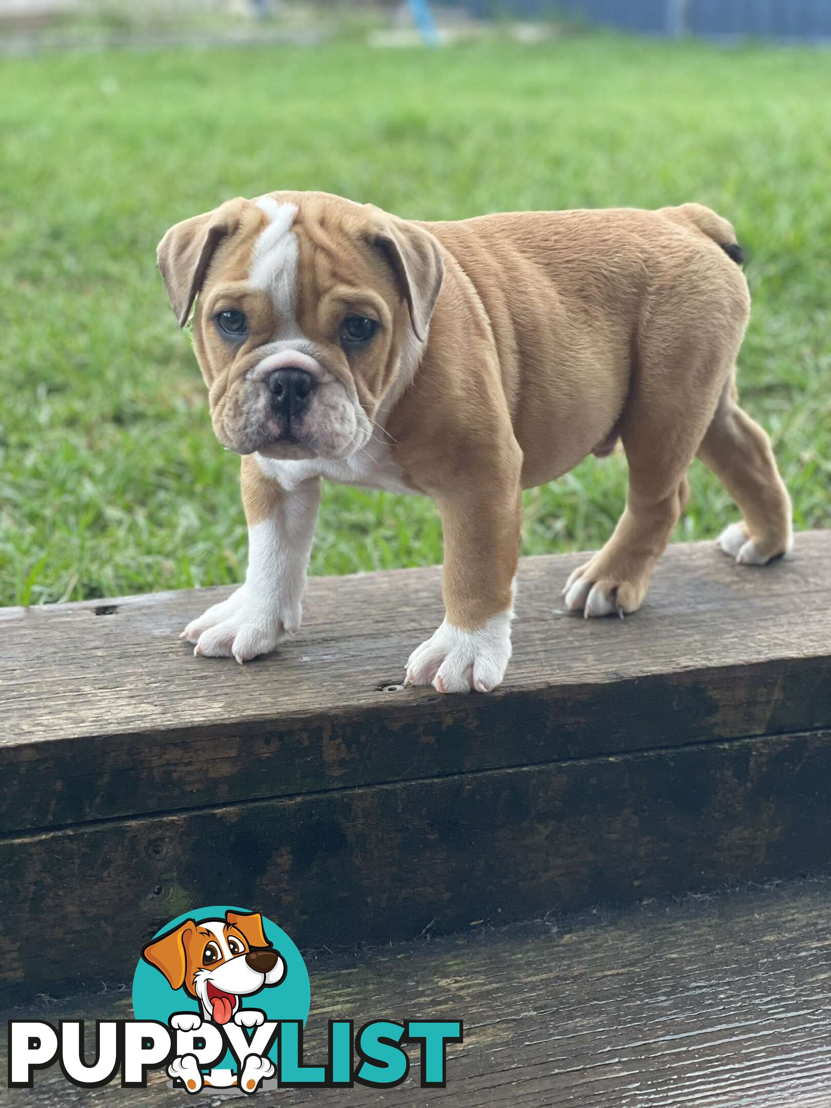 Pure bred British Bulldog puppies