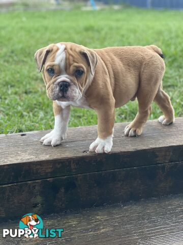 Pure bred British Bulldog puppies